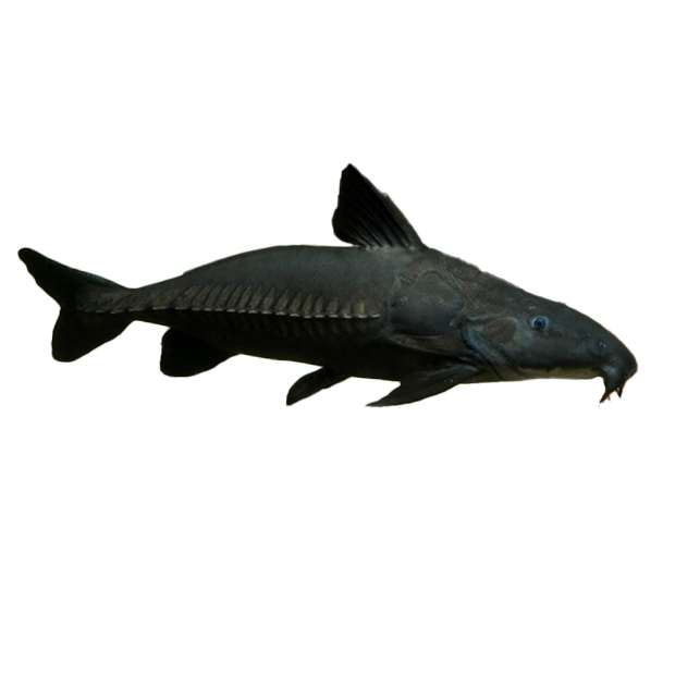 Imagem do peixe Cuiu Cuiu